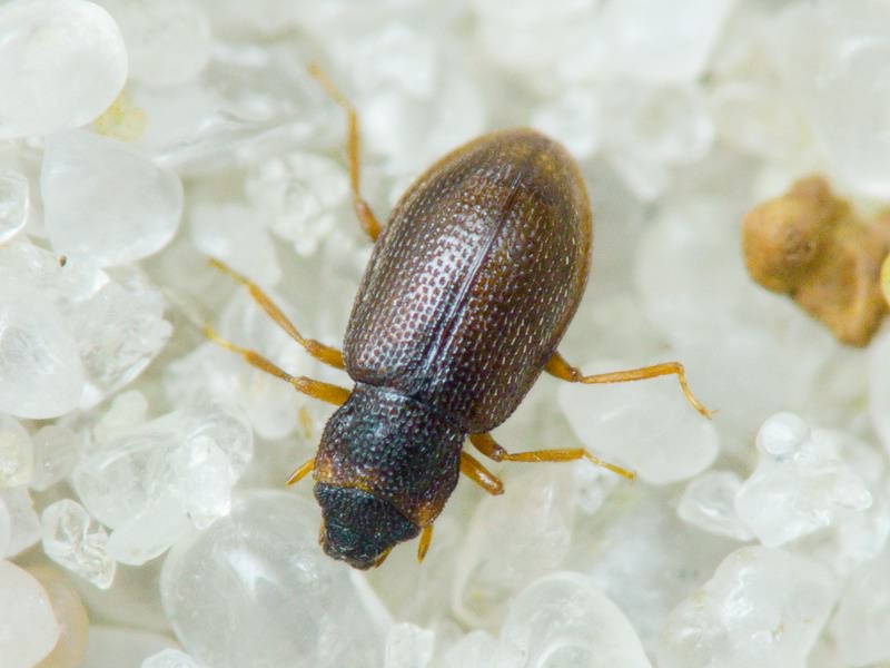 Hydraenidae Mulsant, 1844